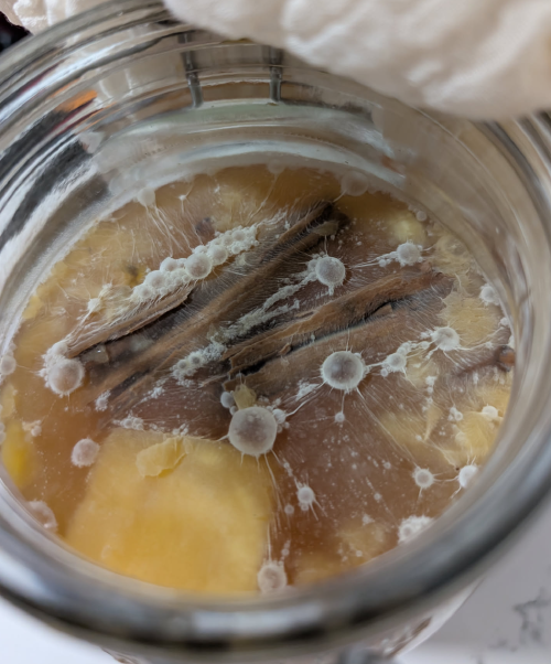 kahm yeast